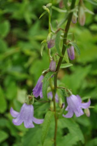 Campanula (Andenophora) sarmatica 'Hemelstraling'