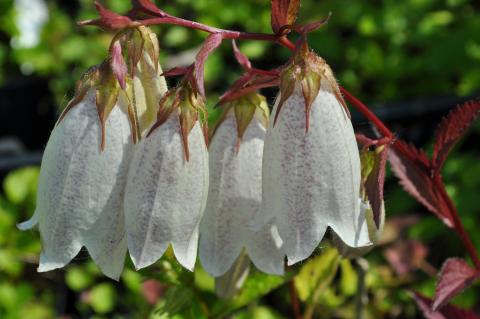 Campanula takesimana