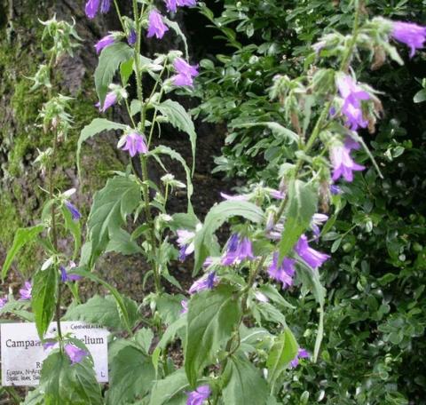 Campanula trachelium