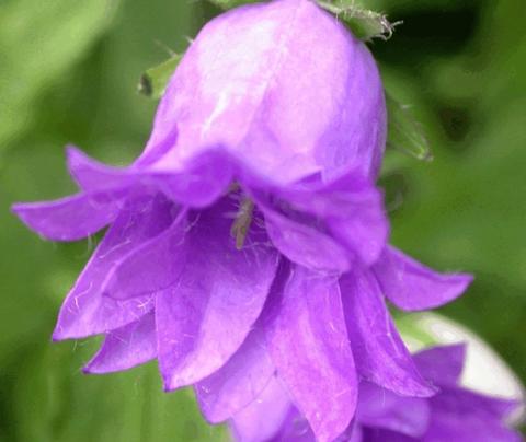 Campanula trachelium 'Bernice'