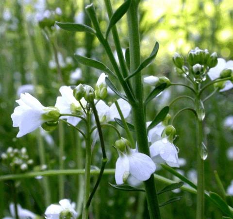 Cardamina pratensis