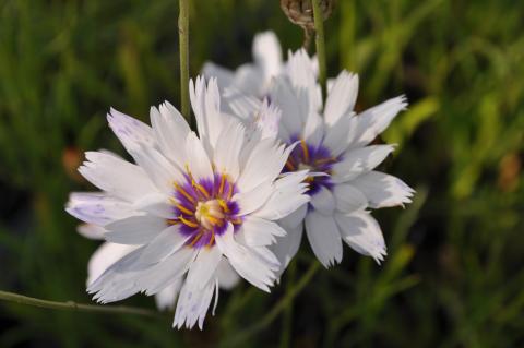 Catananche caerulea  'Alba'