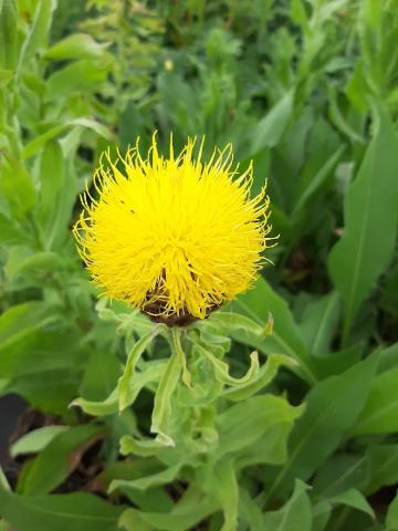 Centaurea macrocephala