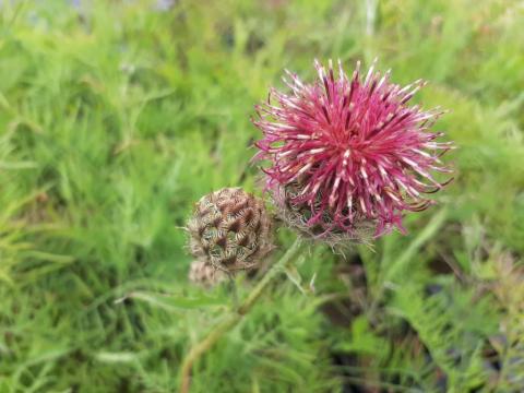 Centaurea atropurpurea