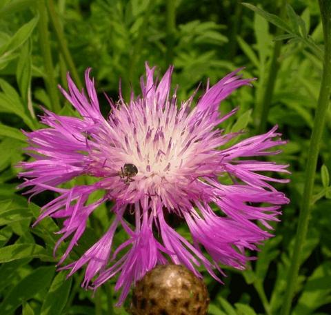 Centaurea dealbata