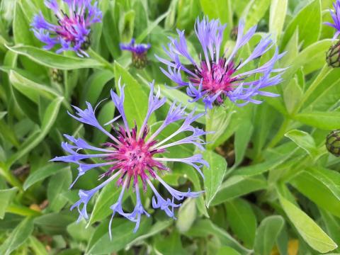 Centaurea montana 'Grandiflora'