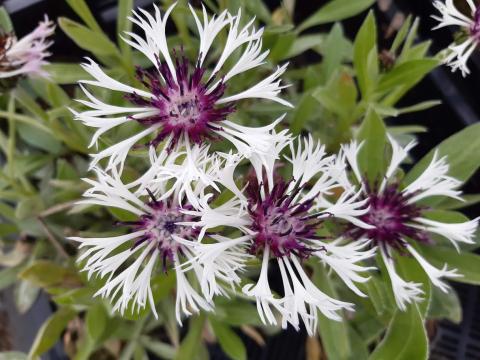 Centaurea montana 'Purple Heart'