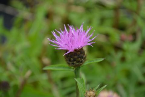 Centaurea nigra