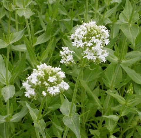 Centranthus ruber  'Albus'