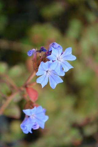 Ceratostigma griffithii