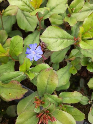 Ceratostigma plumbaginoides