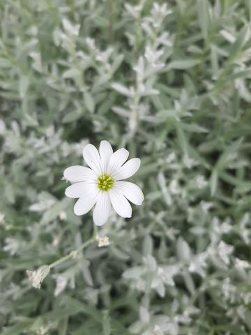 Cerastium tomentosum 'Silberteppich'