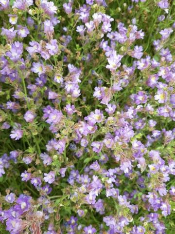 Chaenorhinum origanifolium 'Blue Dream'