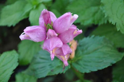 Chelone lyoniii 'Hot Lips'