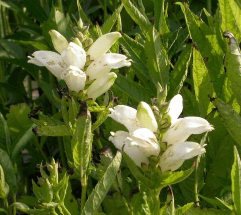 Chelone obliqua 'Alba'