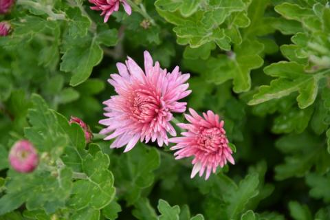 Chrysanthemum indicum 'Anastasia'