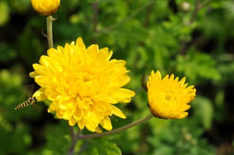 Chrysanthemum indicum 'Citronella'