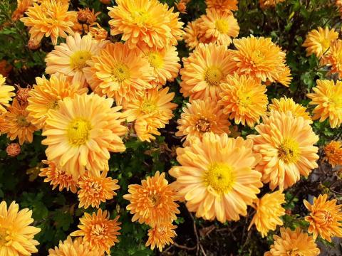 Chrysanthemum indicum 'Kleiner Bernstein'