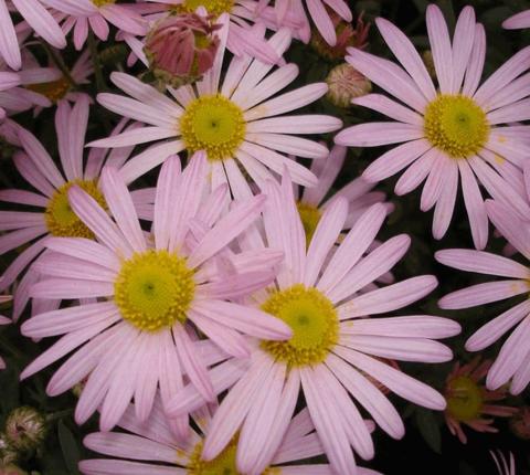 Chrysanthemum rubellum 'Clara Curtis'