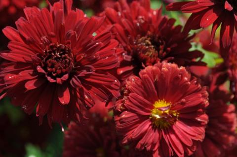 Chrysanthemum rubellum 'D. Of Edinburgh'