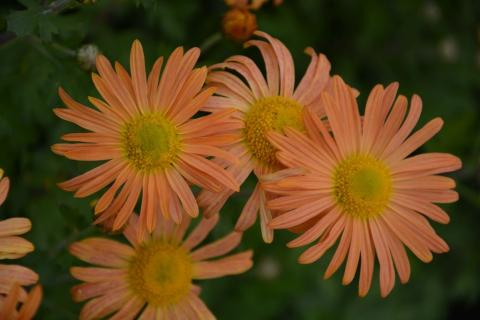 Chrysanthemum rubellum 'Mary Stoker'