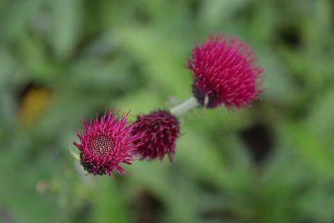 Cirsium rivulare 'Atropurpureum'