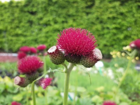 Cirsium rivulare 'Atropurpureum'