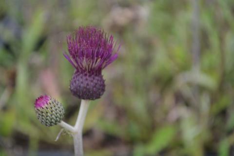 Cirsium rivulare 'Trevor's Blue Wonder'