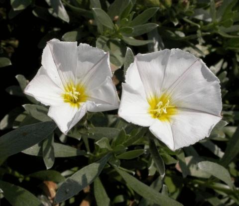 Convulvulus cneorum 'Snow Angel'