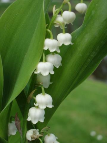 Convallaria majalis