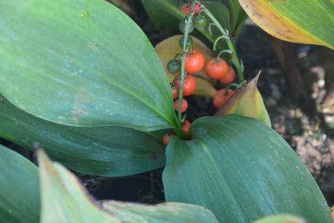 Convallaria majalis