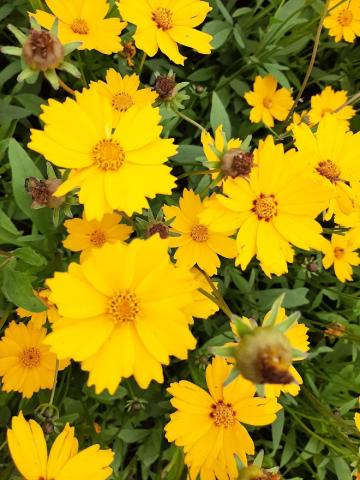 Coreopsis grandiflora 'Christchurch'