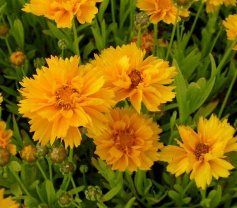 Coreopsis grandiflora 'Early Sunrise'