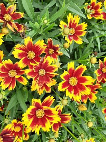 Coreopsis grandiflora 'Golden Stardust' ®