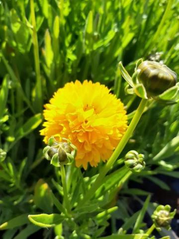 Coreopsis grandiflora 'Sunray'