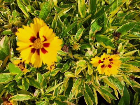 Coreopsis hybride 'Calypso'