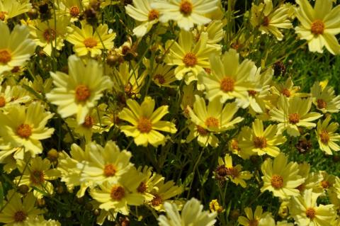 Coreopsis hybride 'Crème 'Brulée'