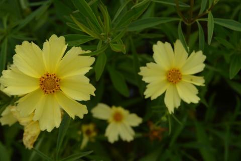 Coreopsis hybride 'Full Moon' (PBR)