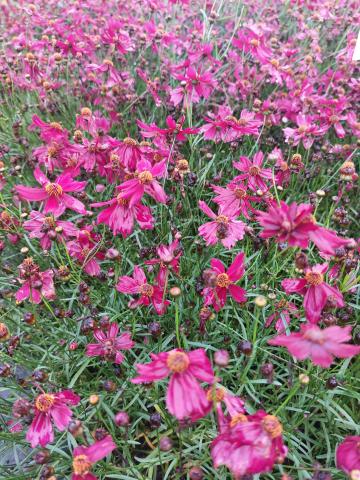 Coreopsis rosea 'Limerock Ruby' (PBR)