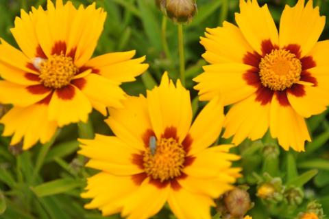 Coreopsis lanceolata 'Baby Gold'