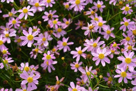 Coreopsis rosea 'American Dream'