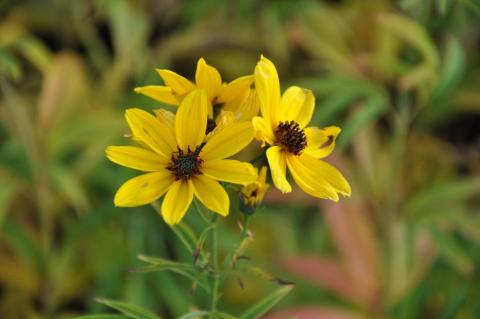 Coreopsis tripteris