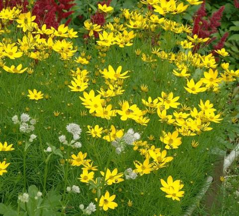 Coreopsis verticillata