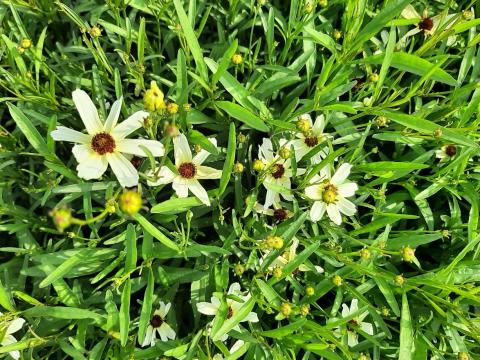 Coreopsis verticillata 'Fool's Gold'