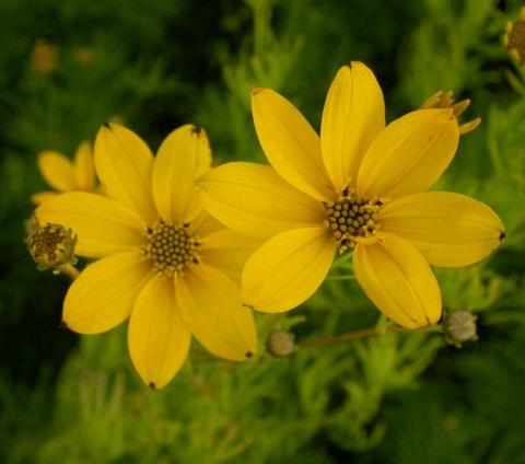 Coreopsis verticillata 'Grandiflora'