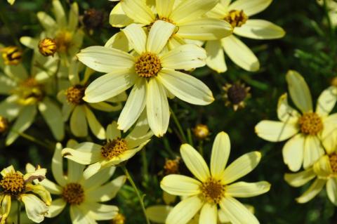 Coreopsis verticillata 'Moonbeam'