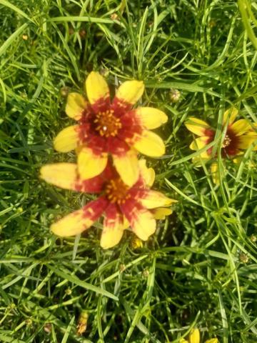 Coreopsis verticillata 'Route 66'