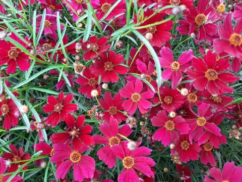 Coreopsis verticillata 'Ruby Red'