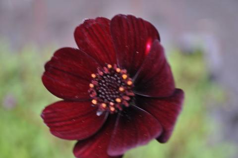 Cosmos atrosanguinea