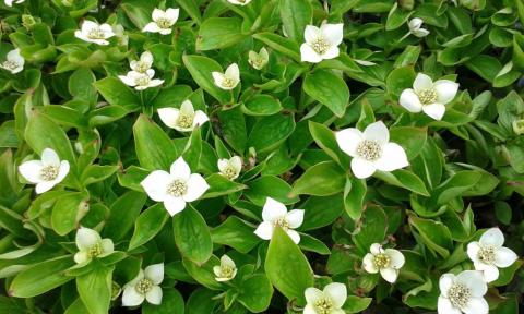 Cornus canadensis